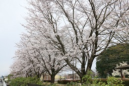 しらさぎ公園 03.25 (2)