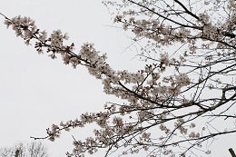 蓼沼親水公園 03.25 (1) 蓼沼親水公園 03.25 (1)