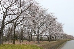 蓼沼親水公園 03.25 (2)