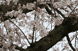 桃畑緑地公園 03.25 (1) 桃畑緑地公園 03.25 (1)