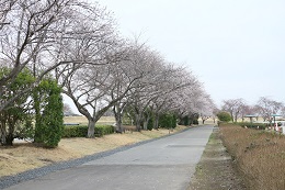 桃畑緑地公園 03.25 (2) 桃畑緑地公園 03.25 (2)