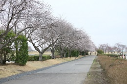 桃畑緑地公園 03.25 (2)