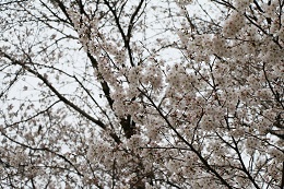 城址公園 03.25 (1) 城址公園 03.25 (1)