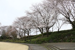 城址公園 03.25 (2)