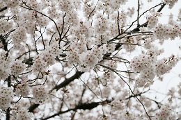 富士山公園 03.25 (1) 富士山公園 03.25 (1)