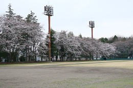 富士山公園 03.25 (2) 富士山公園 03.25 (2)