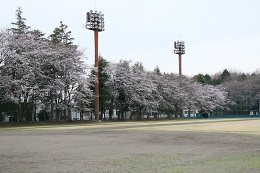 富士山公園 03.25 (2)