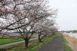 田川さくら堤 03.25 (2) 田川さくら堤 03.25 (2)