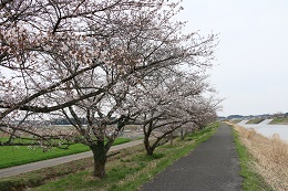 田川さくら堤 03.25 (2)