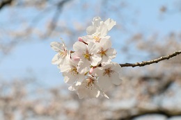 しらさぎ公園 03.26 (1) しらさぎ公園 03.26 (1)