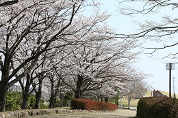 しらさぎ公園 03.26 (2) しらさぎ公園 03.26 (2)