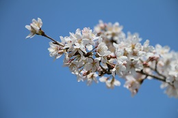 蓼沼親水公園 03.26 (1) 蓼沼親水公園 03.26 (1)
