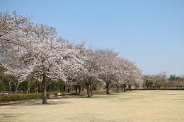 蓼沼親水公園 03.26 (2)