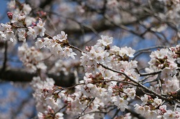 桃畑緑地公園 03.26 (1) 桃畑緑地公園 03.26 (1)