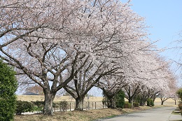 桃畑緑地公園 03.26 (2)