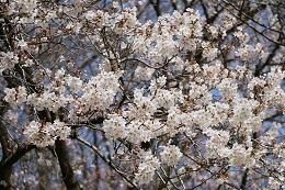 城址公園 03.26 (1) 城址公園 03.26 (1)