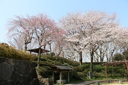 城址公園 03.26 (2)