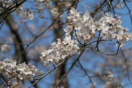 富士山公園 03.26 (1)