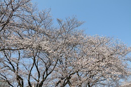 富士山公園 03.26 (2)