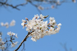 田川さくら堤 03.26 (1) 田川さくら堤 03.26 (1)