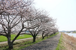 田川さくら堤 03.26 (2)