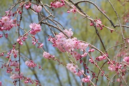 水環境神主公園 03.26 (1) 水環境神主公園 03.26 (1)