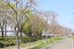 水環境神主公園 03.26 (2)