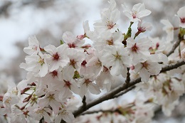 しらさぎ公園 03.29 (1) しらさぎ公園 03.29 (1)