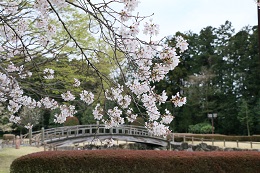 しらさぎ公園 03.29 (2)