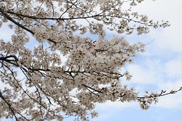 蓼沼親水公園 03.29(1) 蓼沼親水公園 03.29(1)
