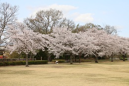 蓼沼親水公園 03.29 (2)