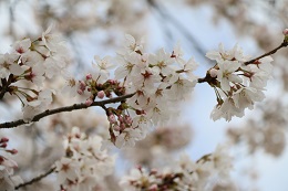 桃畑緑地公園 03.29 (1) 桃畑緑地公園 03.29 (1)