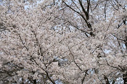 城址公園 03.29 (1) 城址公園 03.29 (1)