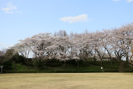 城址公園 03.29 (2)