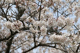 富士山公園 03.29 (1) 富士山公園 03.29 (1)