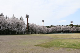 富士山公園 03.29 (2) 富士山公園 03.29 (2)