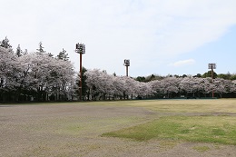 富士山公園 03.29 (2)