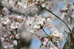 田川さくら堤 03.29 (1)