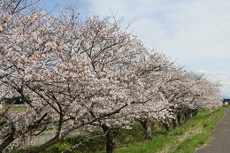 田川さくら堤 03.29 (2)