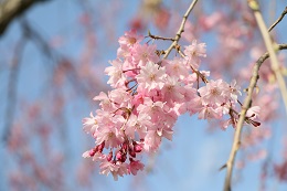 水環境神主公園 03.29 (1)