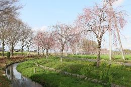 水環境神主公園 03.29 (2)