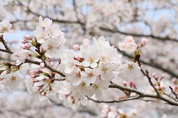 しらさぎ公園 03.30 (1) しらさぎ公園 03.30 (1)