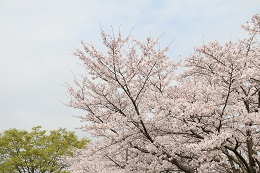 しらさぎ公園 03.30 (2) しらさぎ公園 03.30 (2)