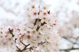 蓼沼親水公園 03.30 (1) 蓼沼親水公園 03.30 (1)