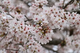 桃畑緑地公園 03.30 (1) 桃畑緑地公園 03.30 (1)