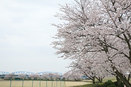 桃畑緑地公園 03.30 (2) 桃畑緑地公園 03.30 (2)