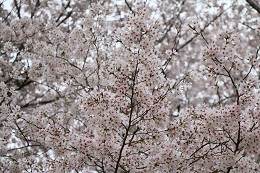 城址公園 03.30 (1) 城址公園 03.30 (1)