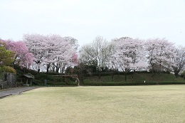 城址公園 03.30 (2)