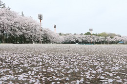 富士山公園 03.30 (2) 富士山公園 03.30 (2)