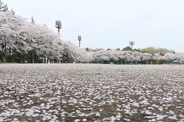 富士山公園 03.30 (2)